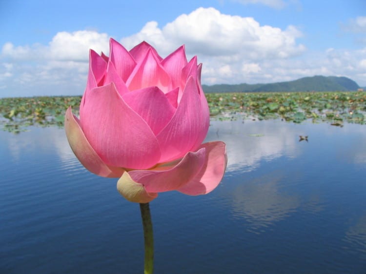 Růžový lotosový květ