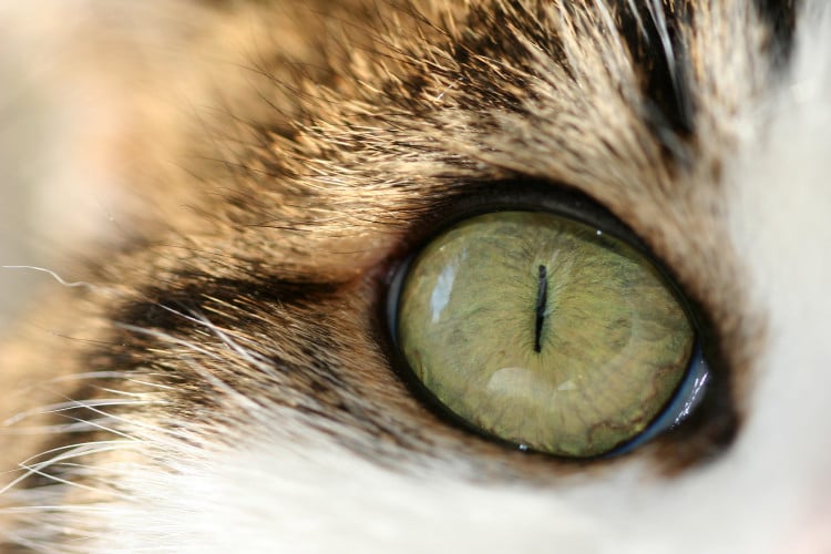 Makro fotka kočičího oka