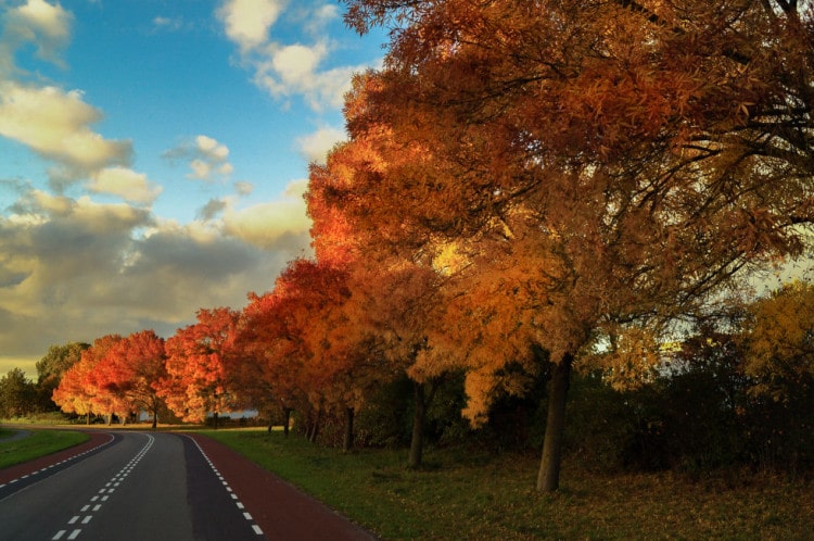 Cesta lemovaná podzimními stromy