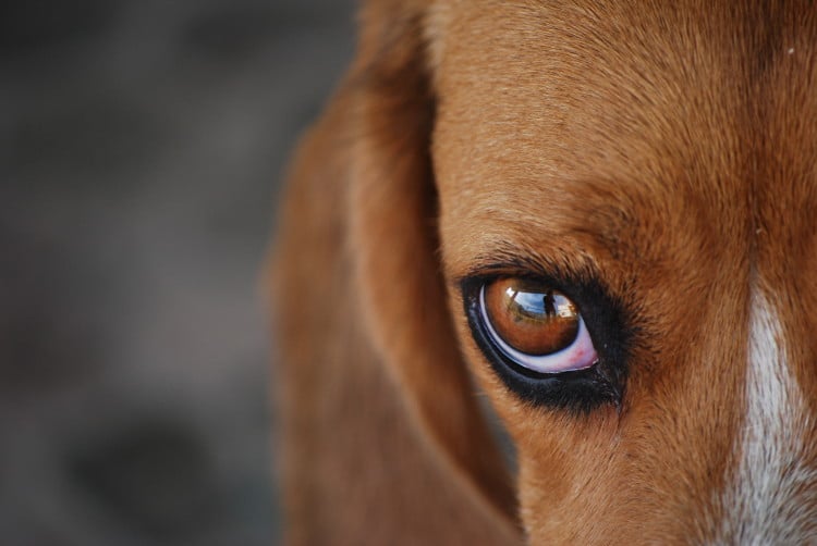Makro fotka psího oka