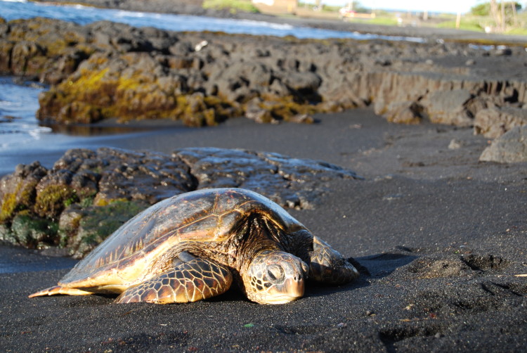 Mořská želva ležící na písečné pláži